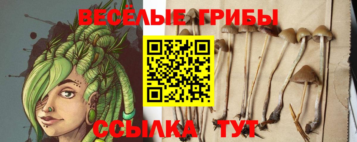 Галлюциногенные грибы Psilocybine cubensis Вязники
